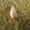 Praying Mantis Eggcase