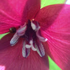 Red Trillium