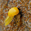 Multicolored Asian Lady Beetle?