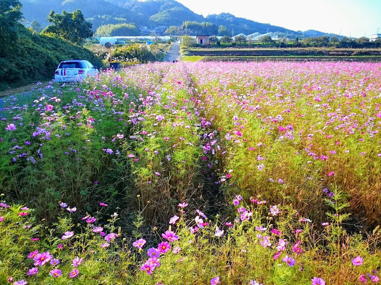 の投稿画像2枚目