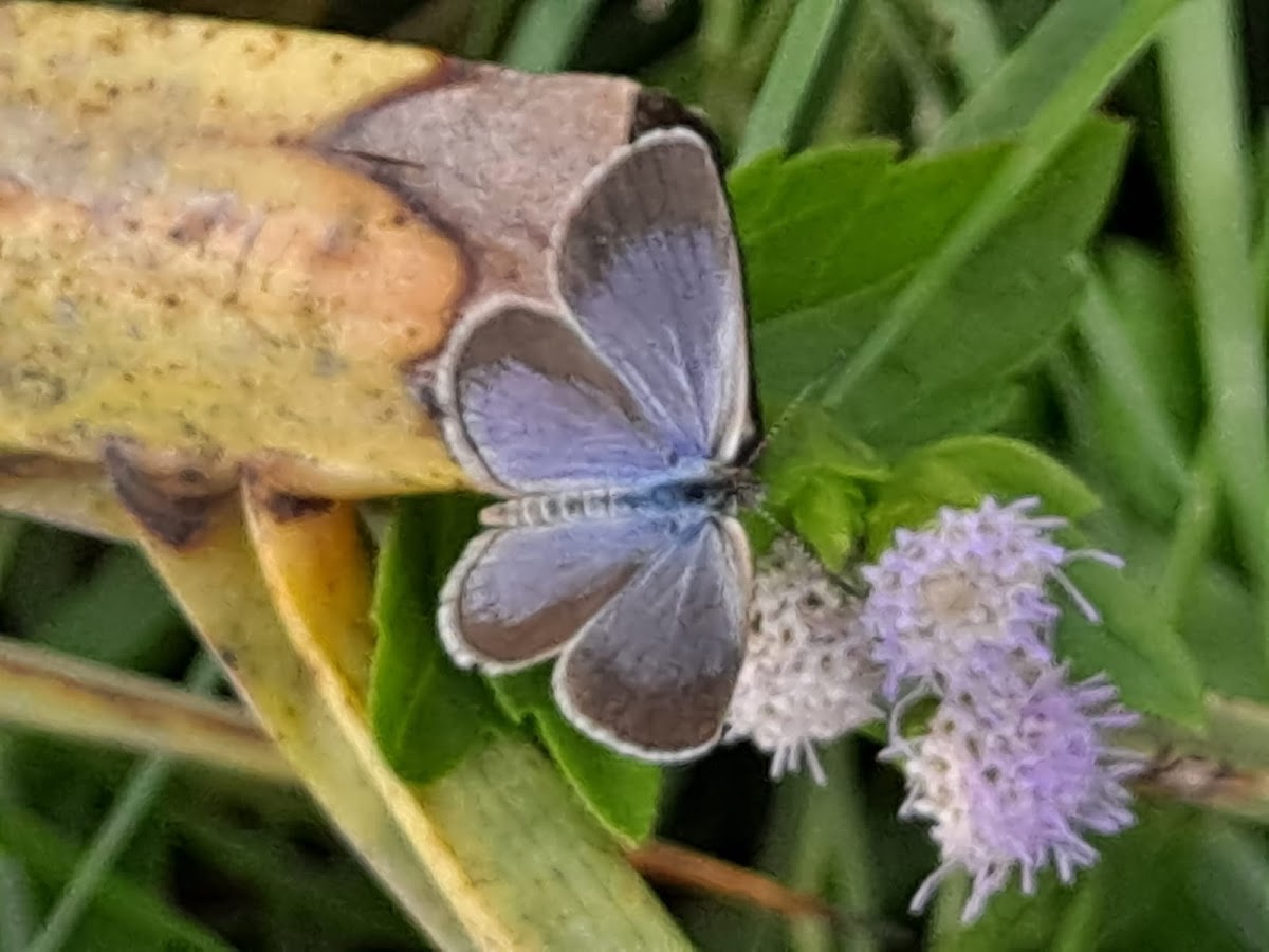 Pale Grass Blue butterfly