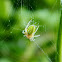 Cucumber green spider