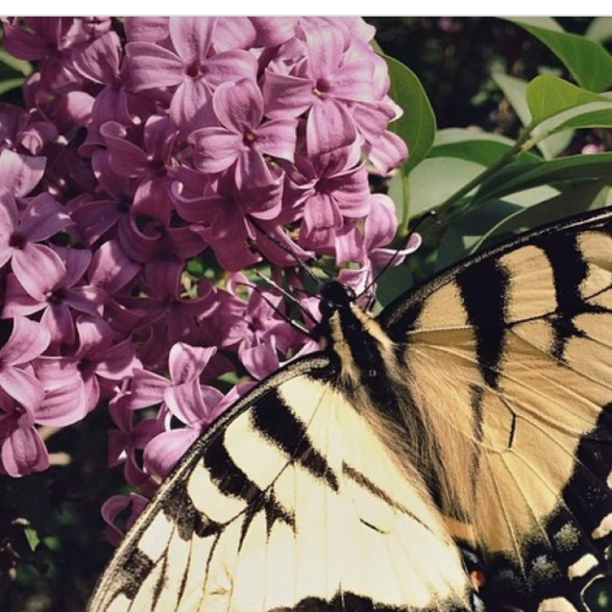 Eastern Tiger Swallowtail butterfly