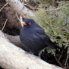 Common blackbird