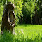 Item logo image for Tree trunk in the garden