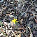 Yellow Star-grass