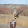 Cooper's Hawk