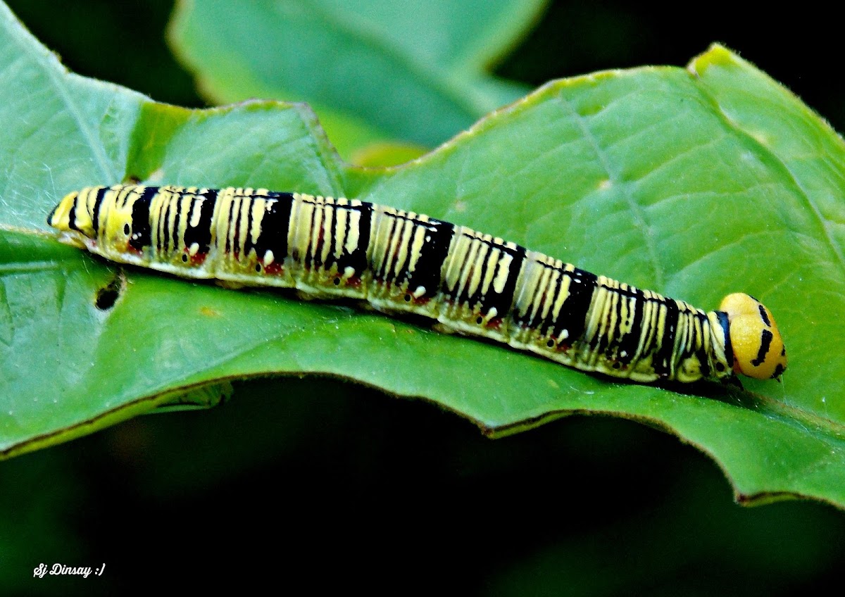 CATERPILLAR