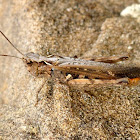 Grasshopper. Saltamontes