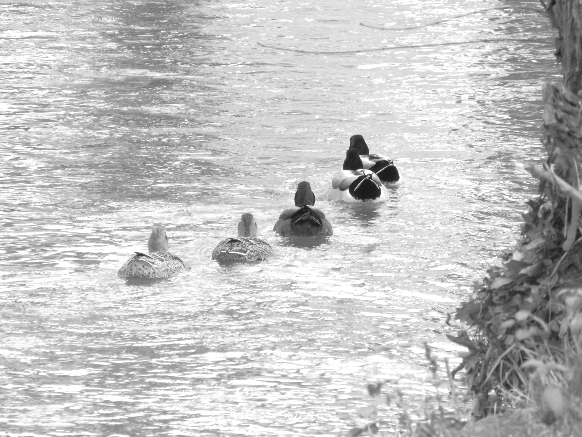 Sul fiume di utente cancellato