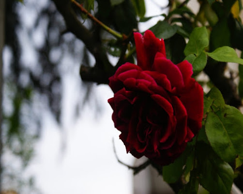 Una rosa...per amore... di Nicole Mattarelli