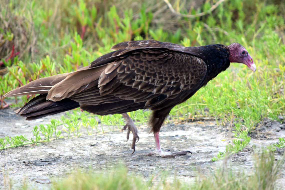 Turkey Vulture