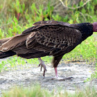 Turkey Vulture