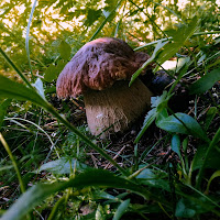 boletus edulis  di 