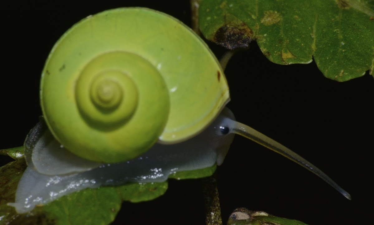 Green Snail