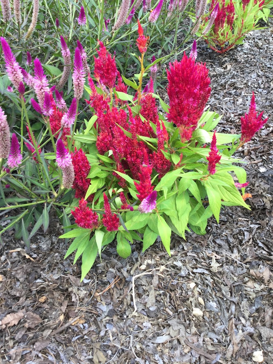 Celosia