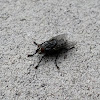 House Fly