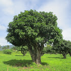 Árbol de mango