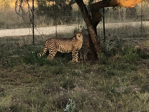 New & Improved Lions Park South Africa 2018