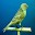 Canaries Bird Sounds Download on Windows