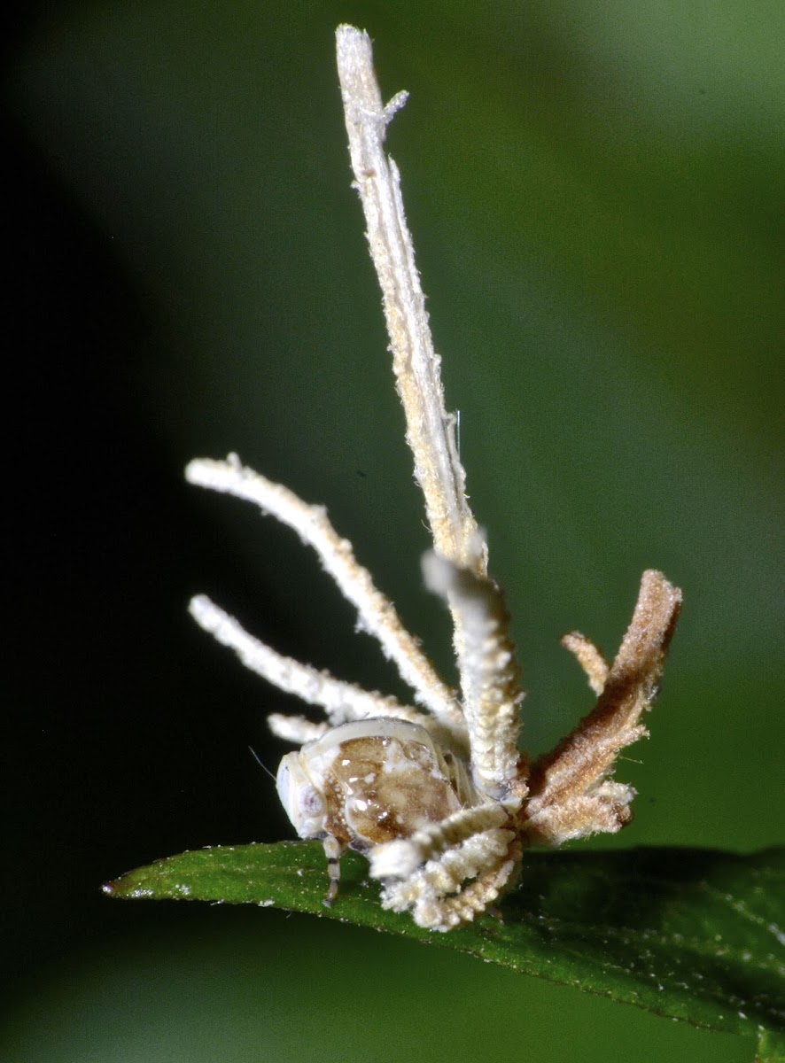 Nymph of Hopper