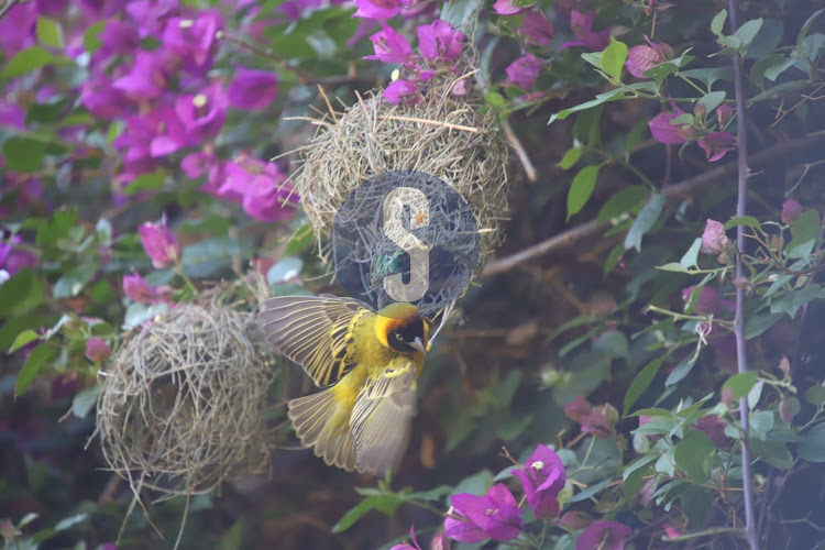 A weaverbird builds its nest in Kimana area, outskirts of Amboseli National Park, Kajiado on November 26, 2022.