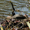 American Coot