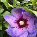 Hibiscus