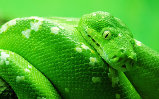 Green Snake Among Lush Vibrant Foliage screenshot 2