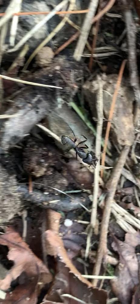 Carpenter Ant