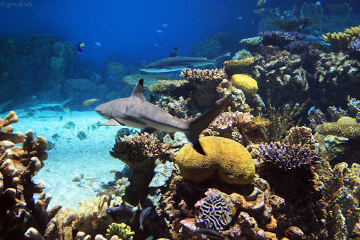 Maryland-Baltimore-National-Aquarium - A nighttime shot of the new Black-tipped Reef Sharks at the National Aquarium in Baltimore.