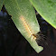 Lymantriid moth caterpillar