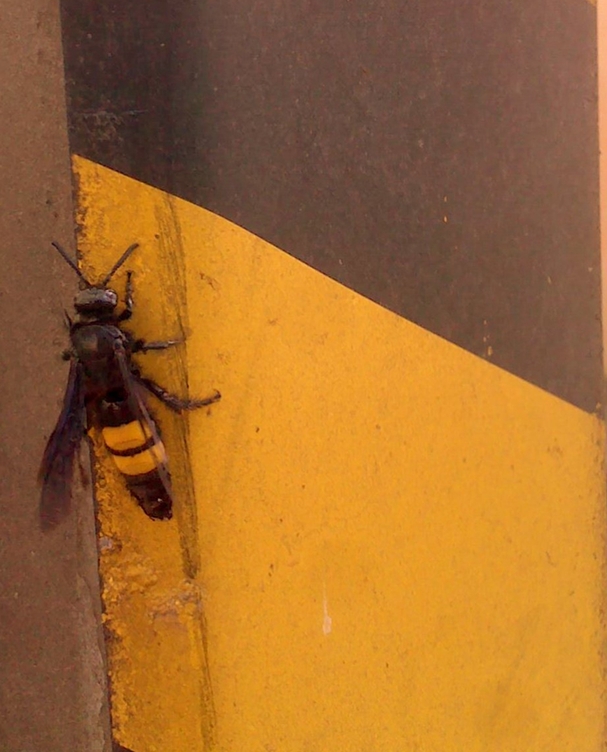 La vespa di anser