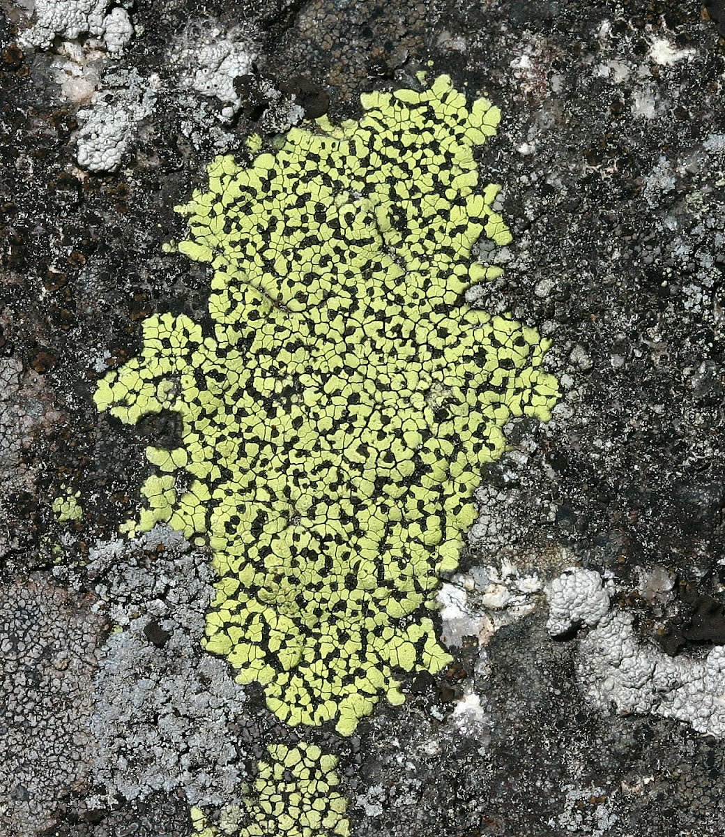 Map Lichen