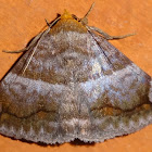 Moth