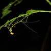 Stick insect