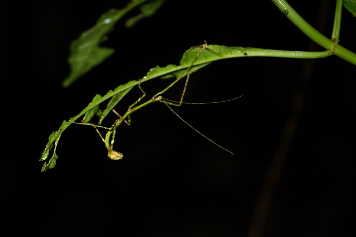 Stick insect