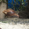 Giant African Land Snail