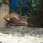 Giant African Land Snail