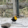 Yellow-headed blackbird