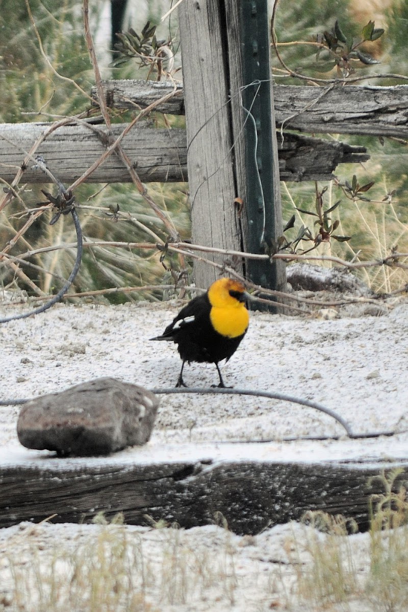 Yellow-headed blackbird