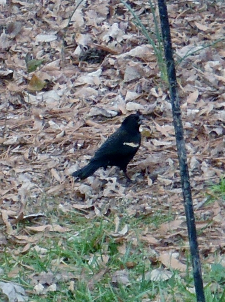 Red-winged blackbird