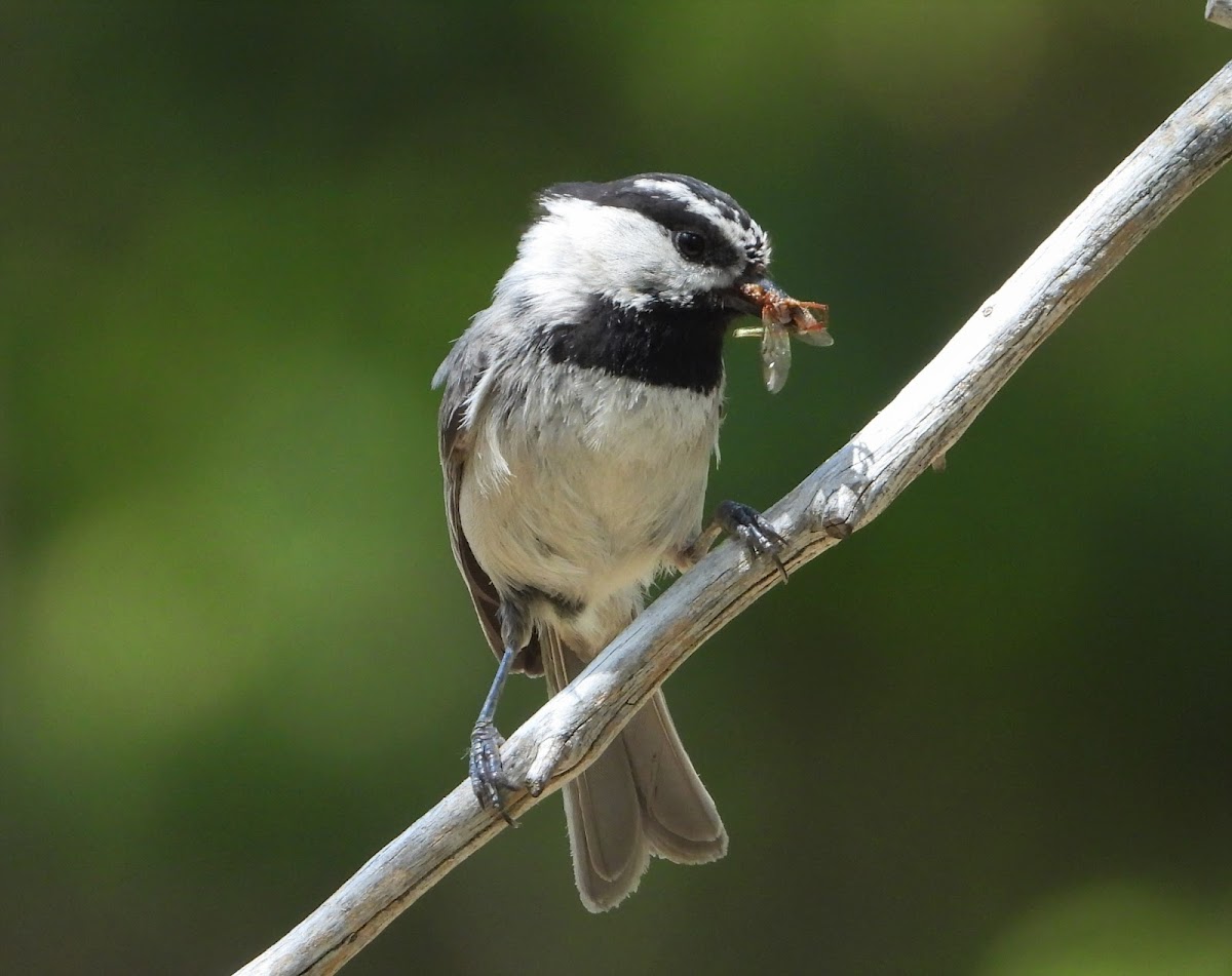 Mountain chickadee