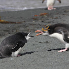 Chinstrap Penguin