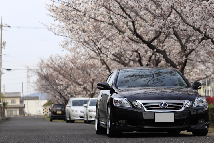 GSの桜とコラボ・愛車に感謝・カメ活・gs450h・桜に関するカスタム事例の投稿画像3枚目