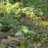 Grey-sided Thrush