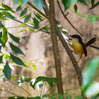 Ashy prinia