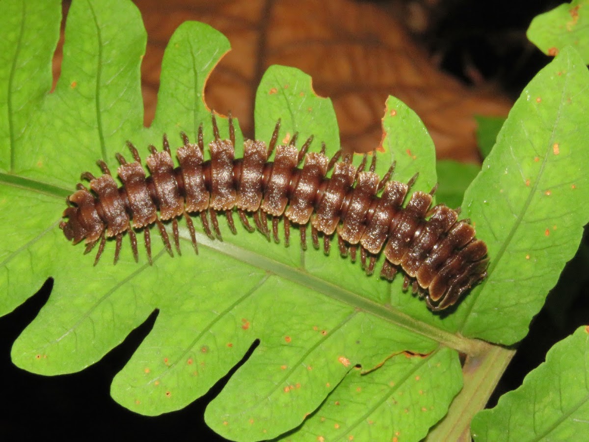 Tractor Millipede