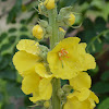 Common mullein