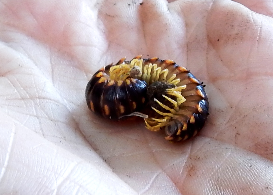 Millipede